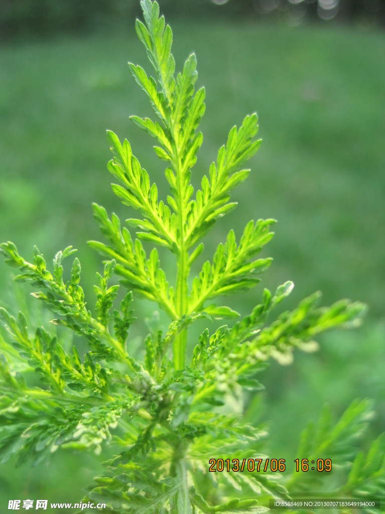 绿色 植物