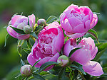 芍药