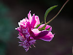 芍药