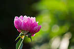 芍药