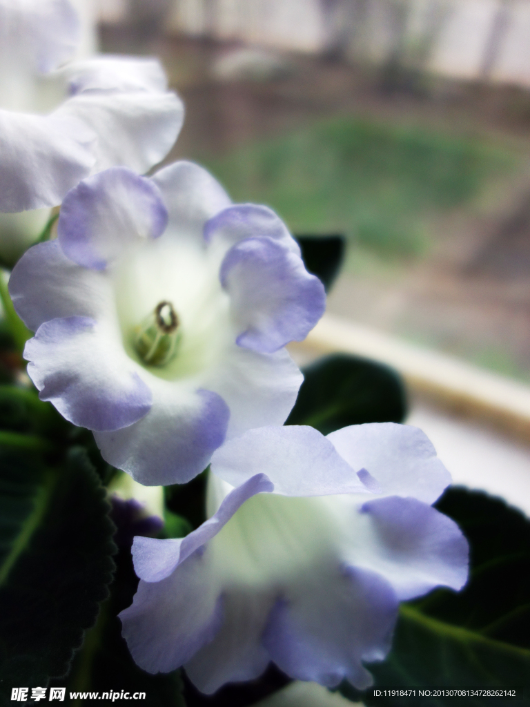 家中芙蓉花