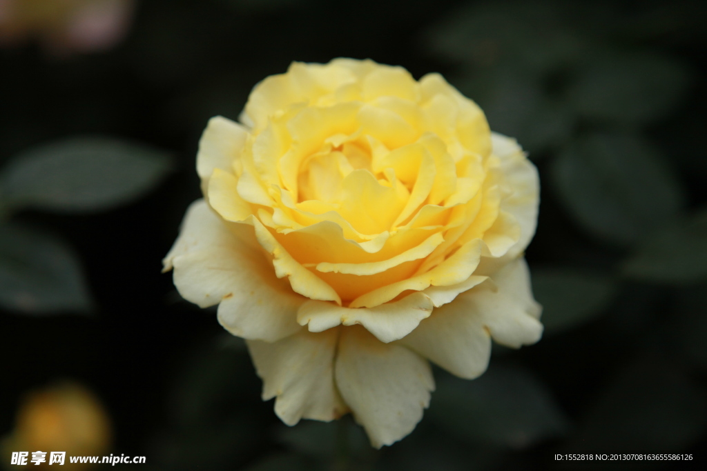月季花