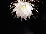 昙花