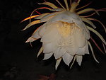 昙花