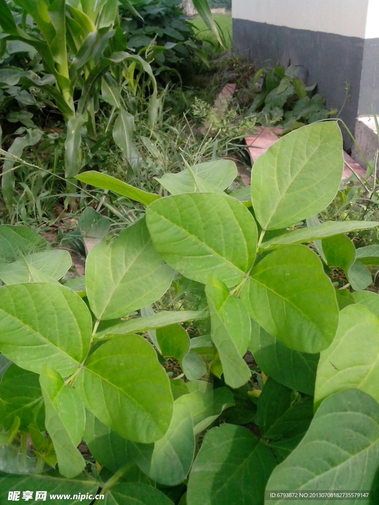 大豆苗