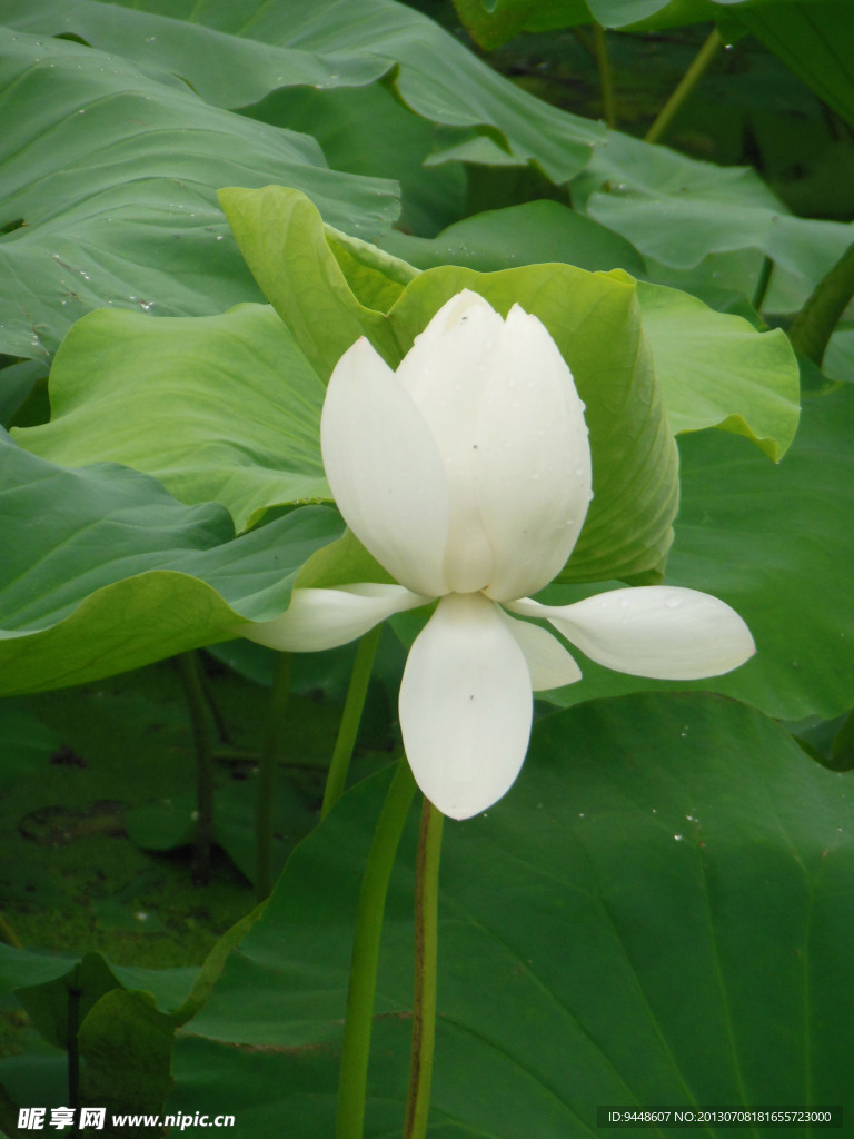 荷花