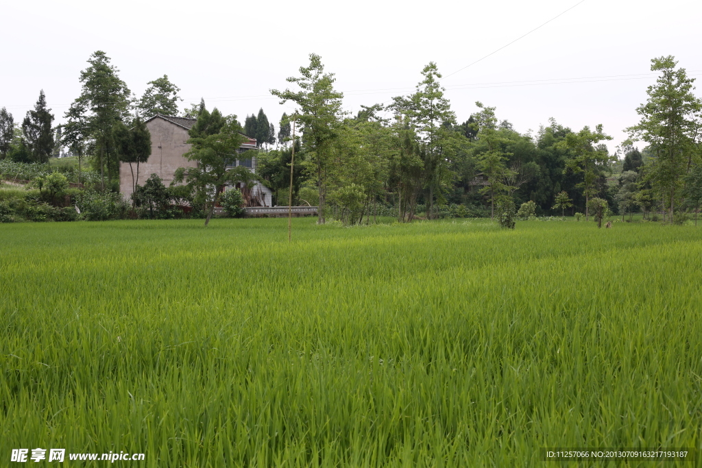 农田 风景