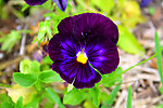 紫色小花 花朵