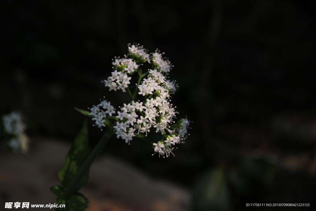 珍珠菜
