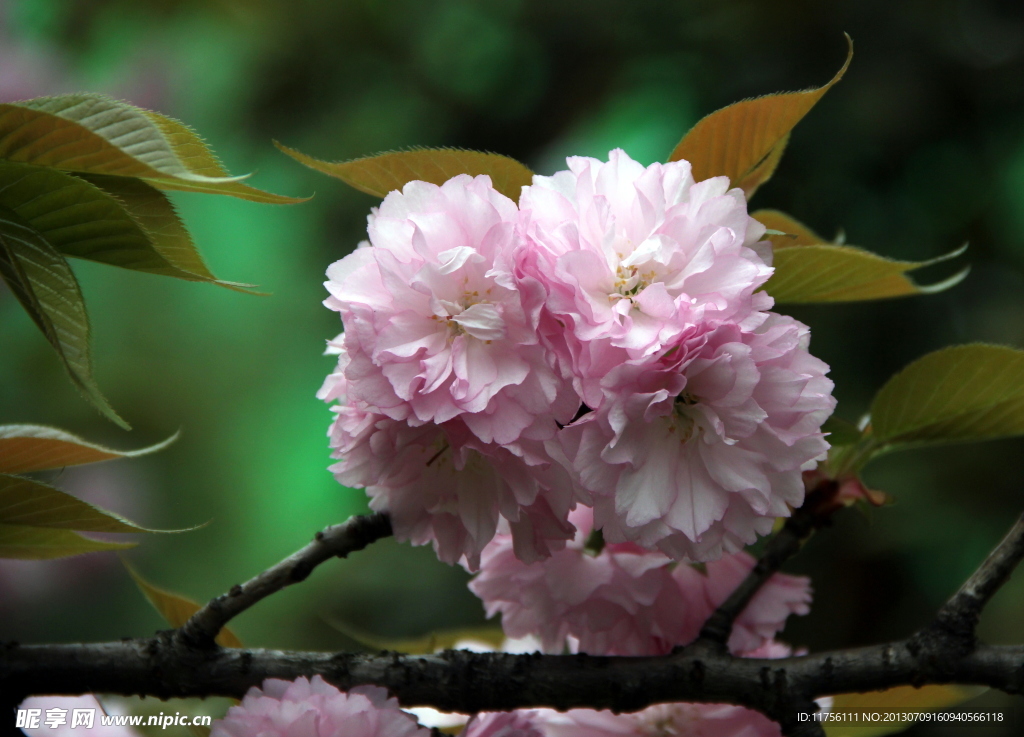 樱花