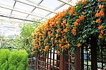 炮仗花