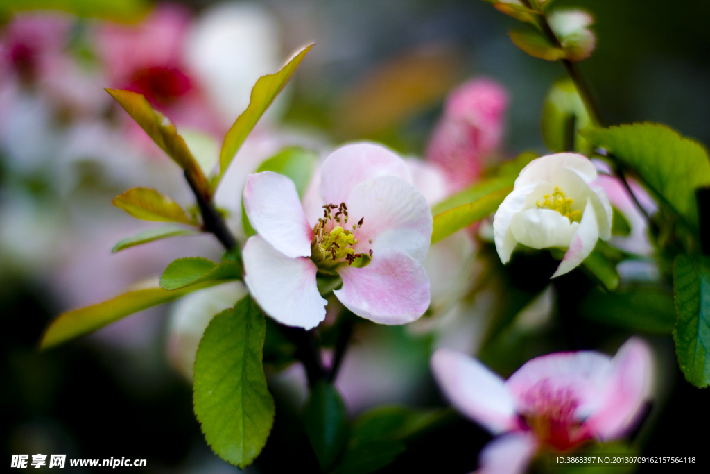 含笑花