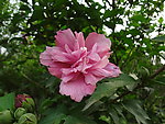 木槿花