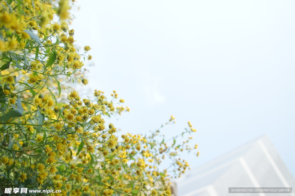 野菊花