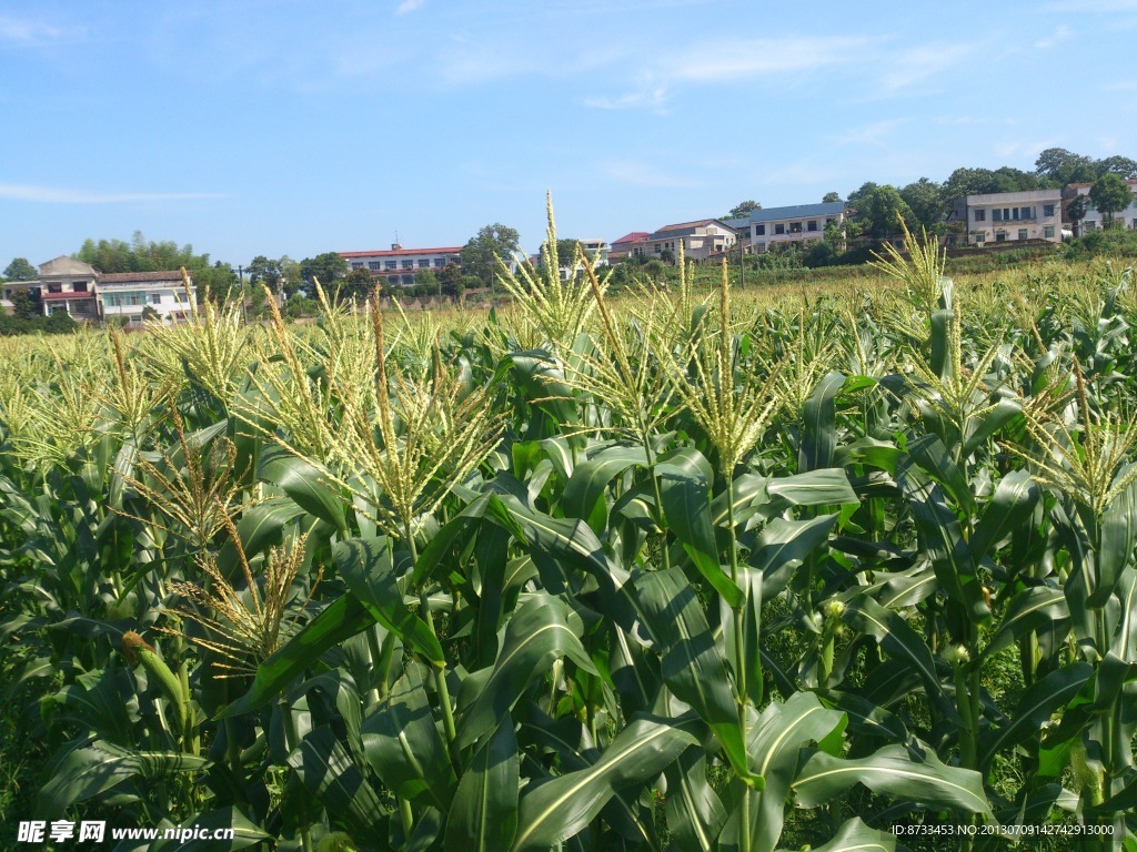 松西子千亩蔬菜基地