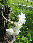 仙人球花