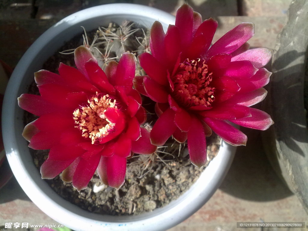 仙人球花