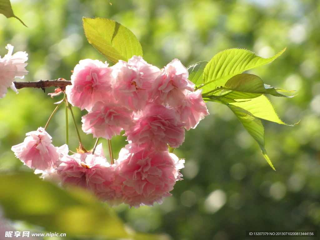 樱花