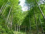 竹林