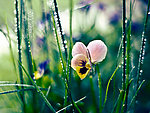 鲜花