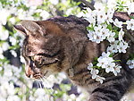 小猫