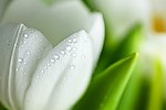 鲜花