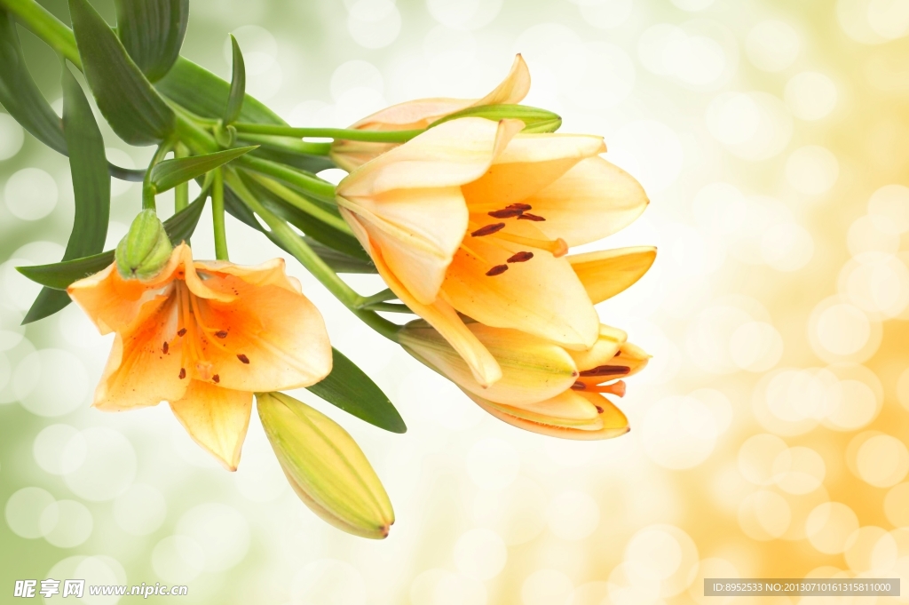 鲜花