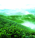 绿色有机茶山