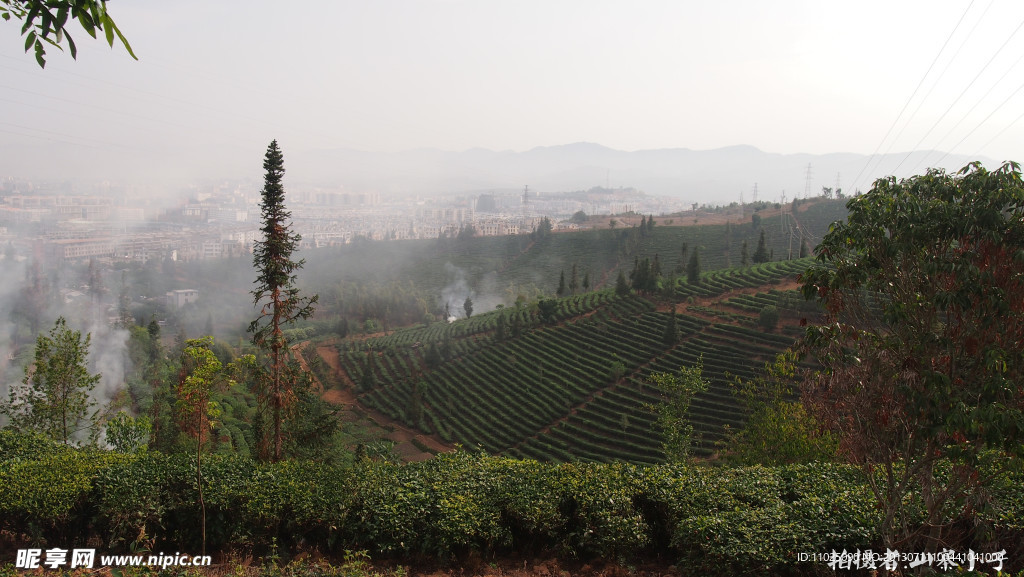 普洱万亩茶园