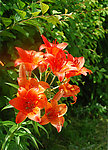 校园的百合花