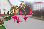 灯笼花