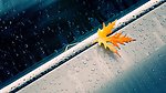 枫叶