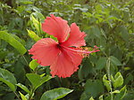 扶桑花
