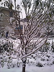 雪景
