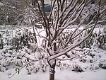 雪景