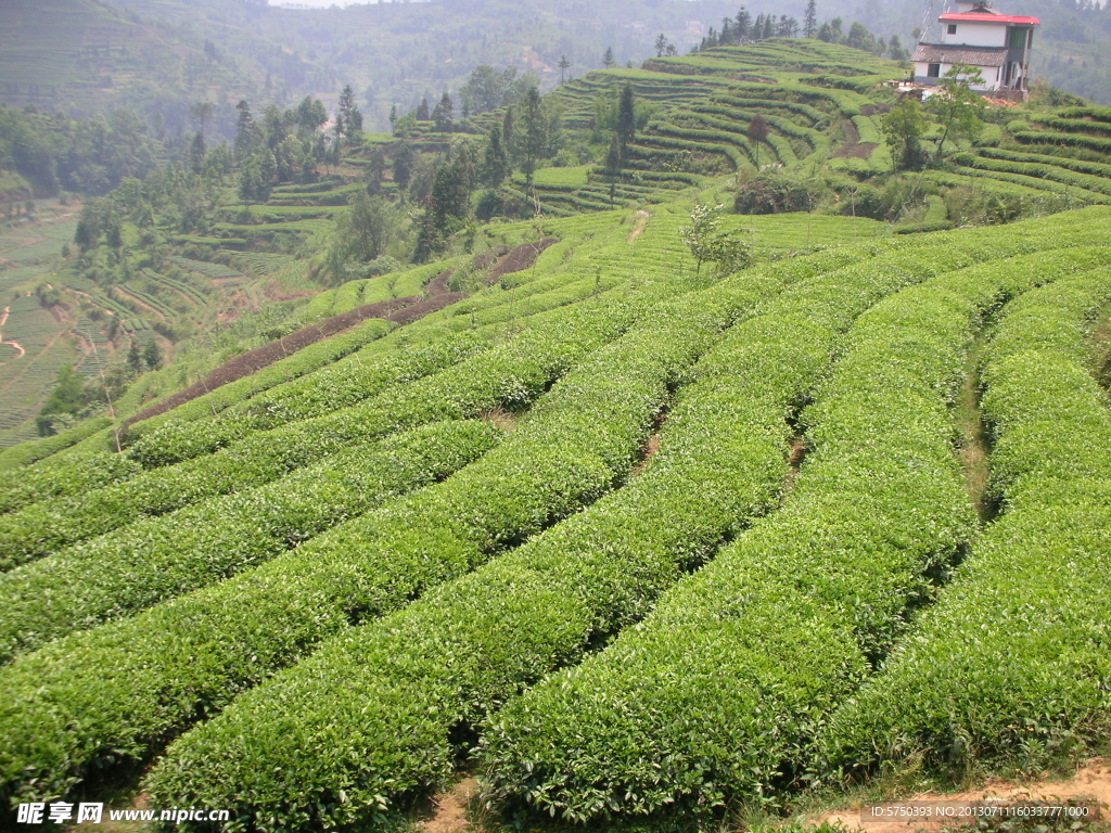有机茶生产基地