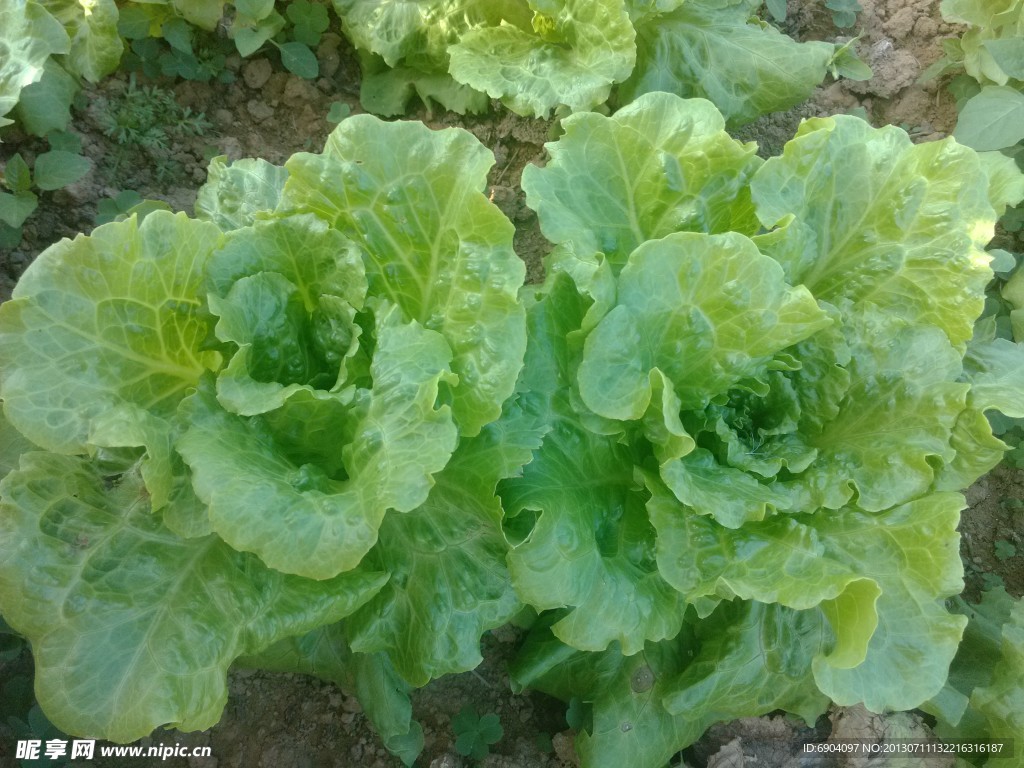 生菜