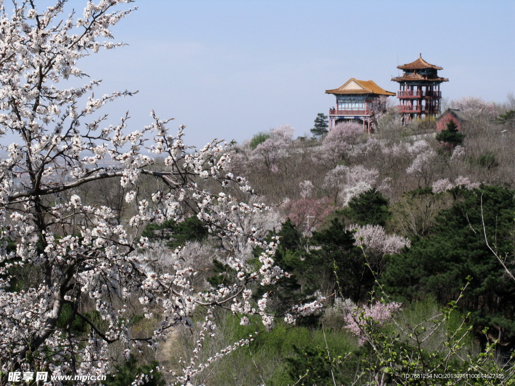 龙山春色