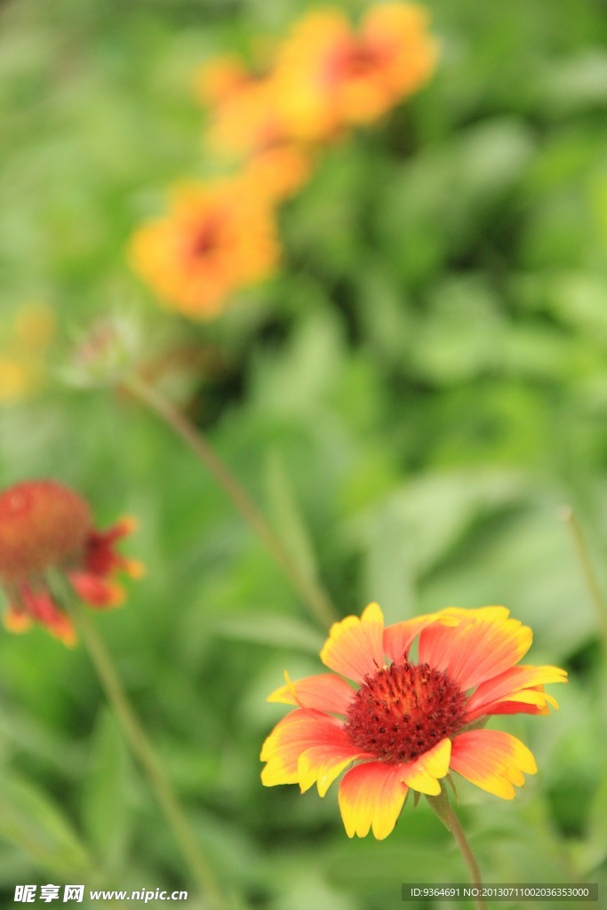 鲜花
