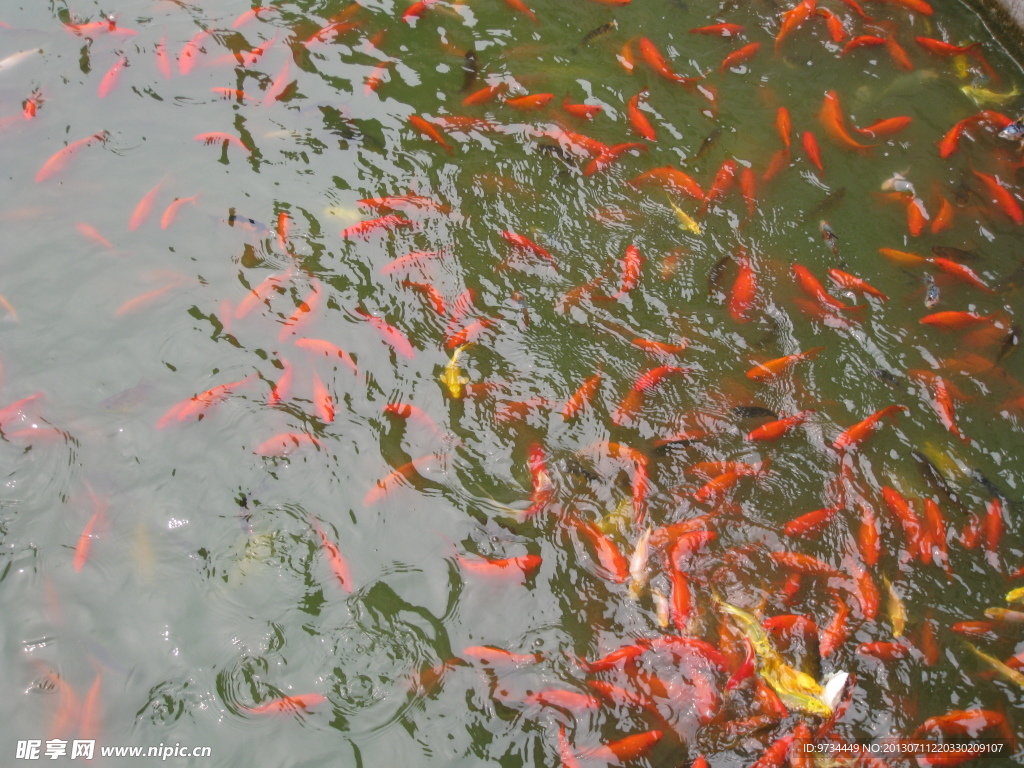 北海水池鲤鱼