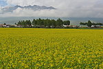 门源百里油菜花