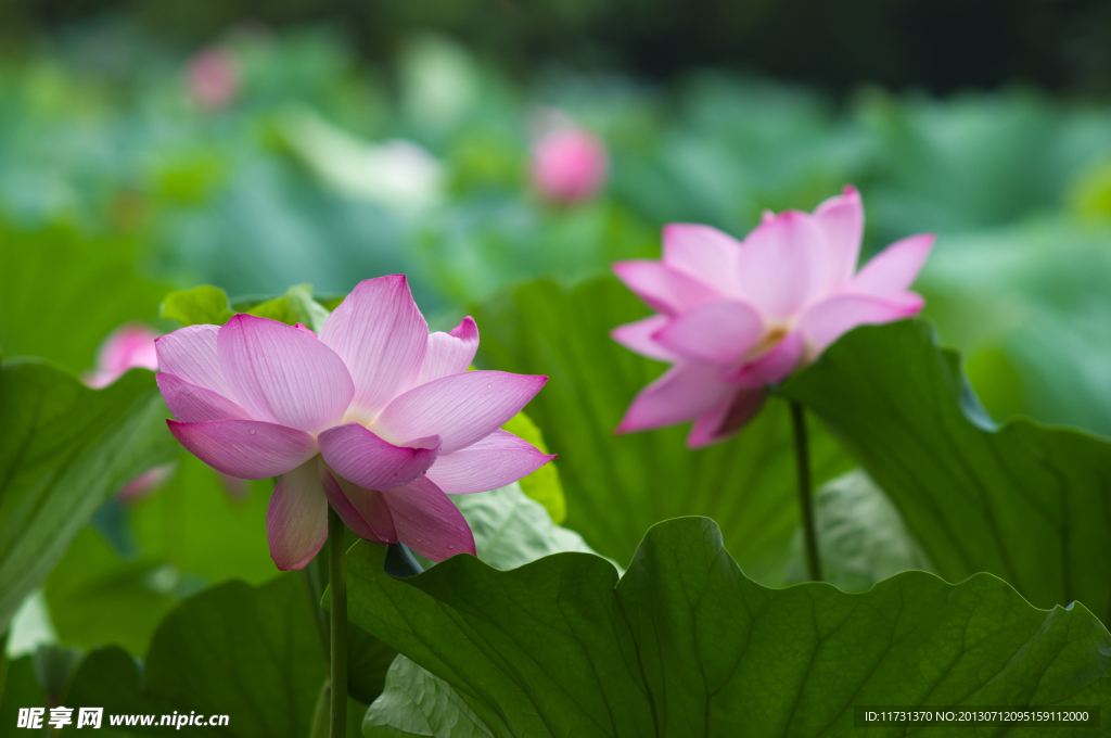 荷花