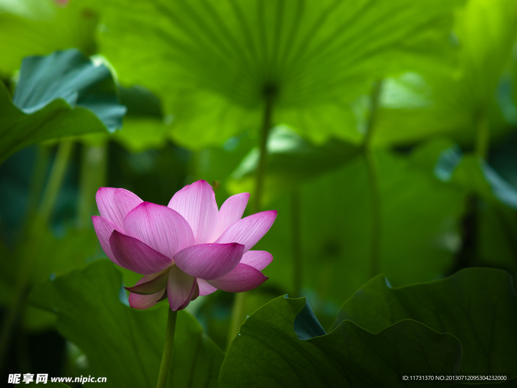 荷花