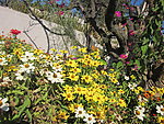 园林花圃蝴蝶飞舞