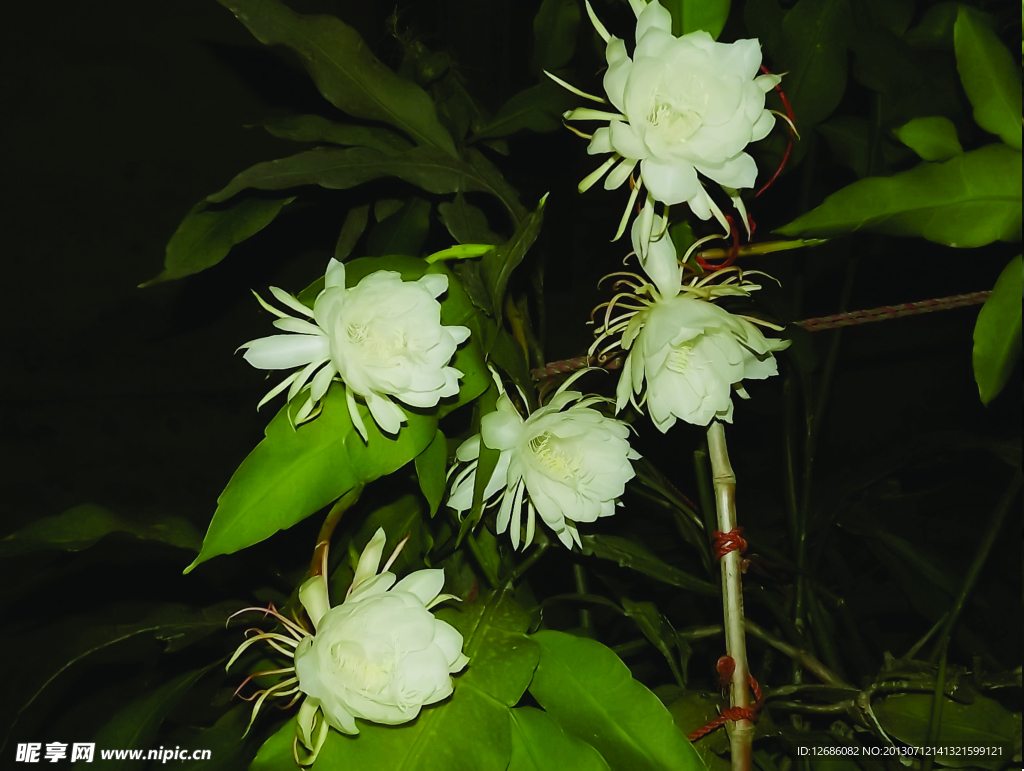 昙花