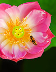 荷花蜜蜂