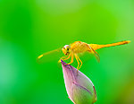 莲花蜻蜓