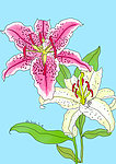 手绘百合花