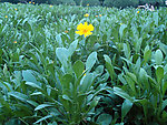 小黄花