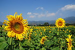 葵花 花海 鲜花